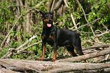 PINSCHER NAIN 121